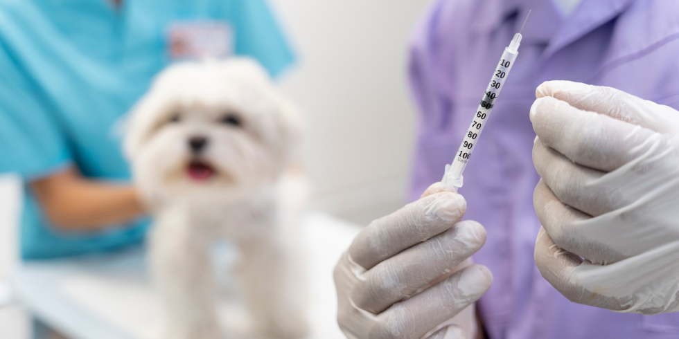 Coleta de Resíduos em Clínicas Veterinárias: Práticas para o Manejo Correto